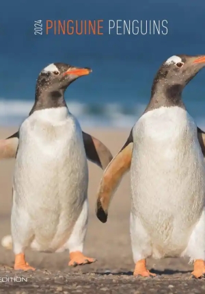Pinguini fronte
