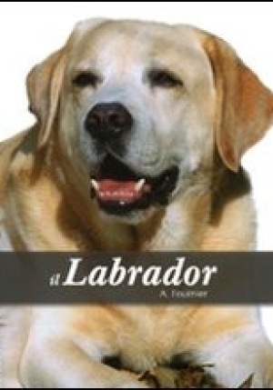 Il Labrador fronte