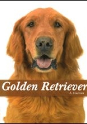 Il Golden Retriever fronte